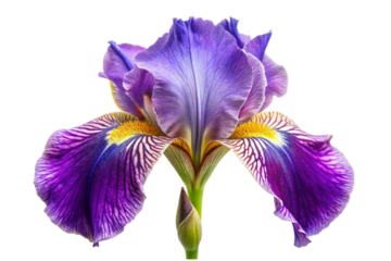 Beautiful close-up of a vibrant purple iris flower isolated on a solid background transparent background