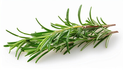 Fototapeta premium rosemary isolated on transparent background