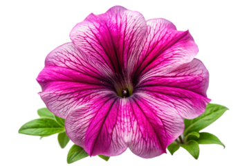 Vibrant pink and white petunia flower isolated on black with green leaves transparent background
