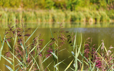 The reed is common. An ordinary reed on the background of a river