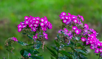 Obraz premium Garden Phlox paniculata, creeping phlox subulata, also known as the moss phlox.