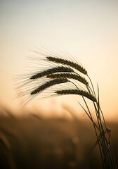 Golden hour wheat stalks, embracing agrarian simplicity and nature's beauty