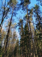 trees in the woods