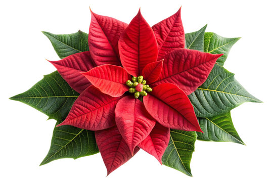 Vibrant red poinsettia flower isolated image for festive decorations and holiday designs transparent background