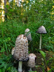 mushroom in the forest