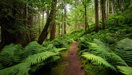 Path Of Greenery A Tranquil Forest Trail Winds Through A Lush Landscape Of Vibrant Green Ferns Inviting Exploration And Immersion In The Serene Beauty Of Nature