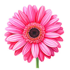 A stunning watercolor painting of a single, vibrant pink gerbera daisy flower with detailed petals and a dark center, captured in full bloom and isolated on a transparent background