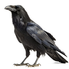 Fototapeta premium A large black raven bird standing on its feet isolated on transparent background