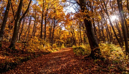 Autumnal forest path bathed in sunlight (1)