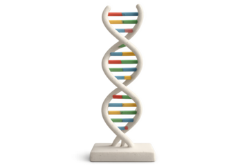 dna strand on white background