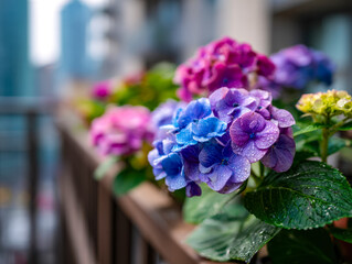 Vibrant hydrangea blooms with dew droplets on a balcony railing