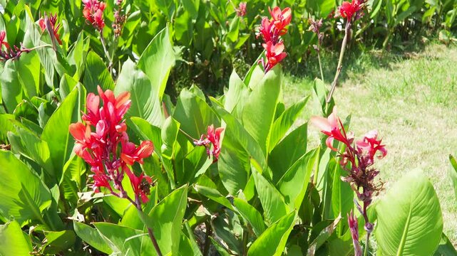 Canna or canna lily is a genus of flowering plants genus in family Cannaceae. Bright red flowers flourish amidst large green leaves in a garden. The sunny atmosphere highlights beauty of plants.