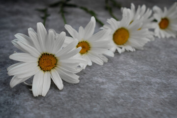Obraz premium Many daisies in a row diagonally lie on a gray surface.