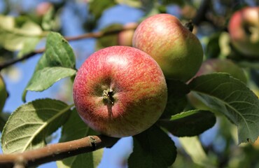 Ripe apples on a tree in a garden against a blue sky. Beautiful natural background. Juicy green and...