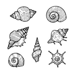 Collection Various Outline Black And White Drawing Seashells. Set Hand Drawn Doodle Snails and Shells, Starfish sketch Illustrations. Line Art Coastal Themes. Sea Elements, Marine Mollusks, Corals