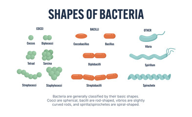 Shapes of bacteria educational diagram. Cocci, bacilli, vibrio, spirillum, spirochete. Microbiology chart illustration for biology teaching, medical school, classroom poster, textbook science infograp