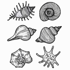 Collection Various Outline Black And White Drawing Seashells. Set Hand Drawn Doodle Snails and Shells, Starfish sketch Illustrations. Line Art Coastal Themes. Sea Elements, Marine Mollusks, Corals