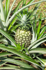 Obraz premium Fresh Pineapple Growing in Tropical Field