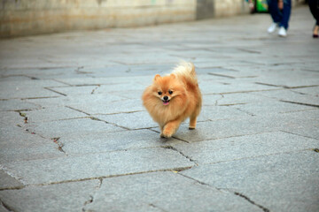 Portrait of cute fluffy dog