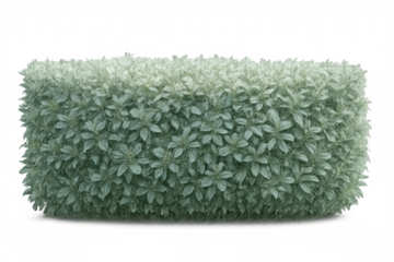 Clean rectangular hedge cutout with transparent background, ideal for architectural rendering and landscape design professionals
