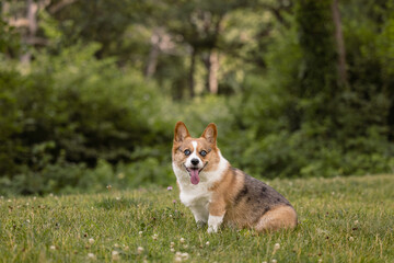 Corgi Relaxing Outdoors
