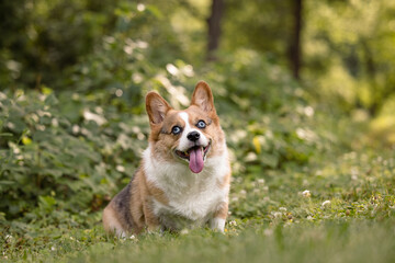 Happy Corgi in Nature