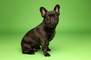 French Bulldog Sitting on Green Studio Backdrop