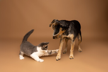 Cat Playing with Dog on Brown Studio Background