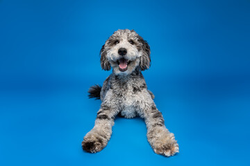 Happy Merle Doodle on Blue