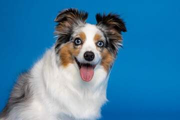 Close-Up of Australian Shepherd on Blue Background