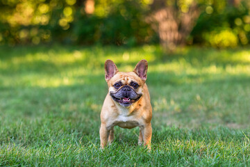 Smiling fawn French Bulldog stands on a green lawn in the park, tongue out and ears perked, enjoying a sunny day.
