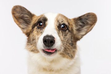 Corgi with Tongue Out