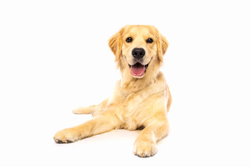 olden Retriever Relaxing