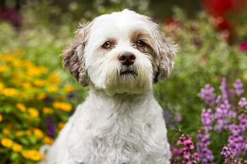 Sweet Pup Among Flowers