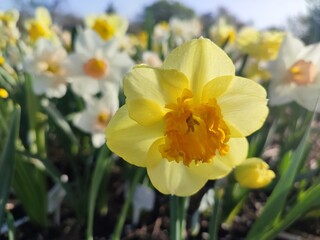 Blooming flower of the narcissus variety Modern Art close-up. Blooming daffodil flower with yellow orange petals in inflorescence on green stem with leaves growing in ground on sunny spring morning