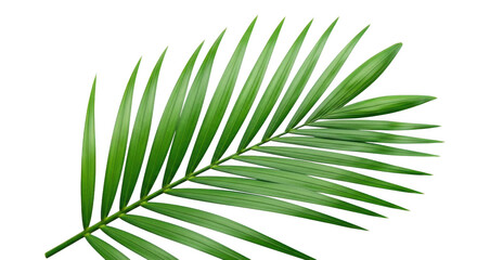 3d realistic palm leaf tropical nature element high detail