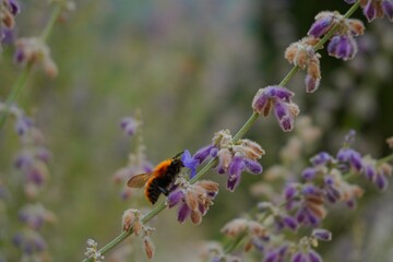 Bumblebee collecting nectar from purple lavender flowers in summer garden