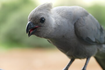 Close-up portrait of a Grey Go-away-bird (Corythaixoides concolor), also known as Grey Lourie or Kwe Voël, looking directly into the camera, Sun City, North West Province, South Africa
