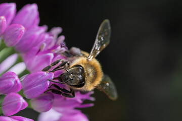 Apis mellifera honey bee pollinating vibrant purple Allium flower macro