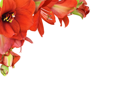 Red amaryllis flowers and buds in a corner arrangement isolated on white or transparent background - Powered by Adobe