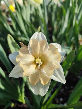 Fototapeta Blooming flower varietal narcissus close-up. Blossoming daffodil with white orange petals in inflorescence with stamens on green stem with leaves growing in black soil in garden on sunny spring day