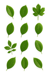 Fototapeta premium Photo of collection of twelve green leaves with water droplets, isolated on transparent background