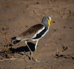 One white-crowned lapwing walking on a sandy surface