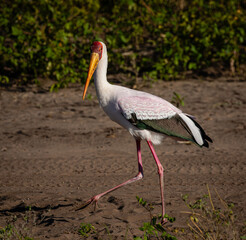 Side view of one yellow-billed stork walking on a sandy river bank
