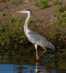 One grey heron feeding in shallow water