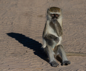 One monkey sitting on a sandy patch looking at the camera