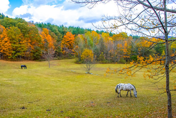 Landscape view of two horses feeding on grass during fall season. Autumn view of a field with wild horses. A white and a black horse grazing in a field