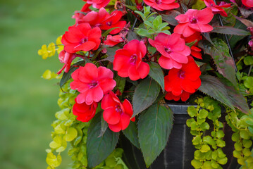 Red annual flowers in a hanging pot with green vinca foliage hanging down