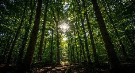 Fototapeta premium Sunburst filters through lush green forest canopy, casting dappled light on a serene woodland path, evoking peace and natural beauty for your projects.