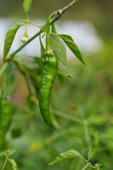 Green Chili Pepper Growing on a Plant